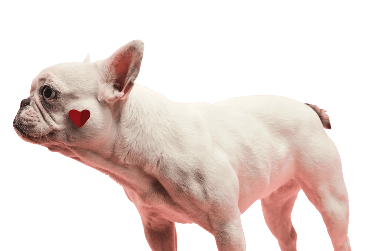 dog-1