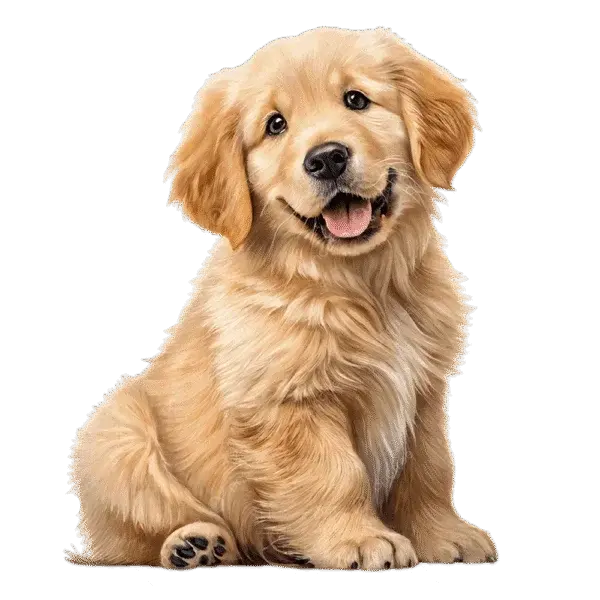 pet accessories